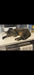 Lost Male Cat last seen Near sw 172nd street road Ocala fl 34473, Ocala, FL 34473
