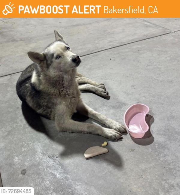 Found/Stray Unknown Dog last seen Near Chester Ave, Bakersfield, CA 93301, Bakersfield, CA 93301