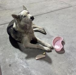 Found/Stray Unknown Dog last seen Near Chester Ave, Bakersfield, CA 93301, Bakersfield, CA 93301