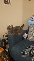 Lost Female Cat last seen Legacy on Lynnfield apartments, Memphis, TN 38119