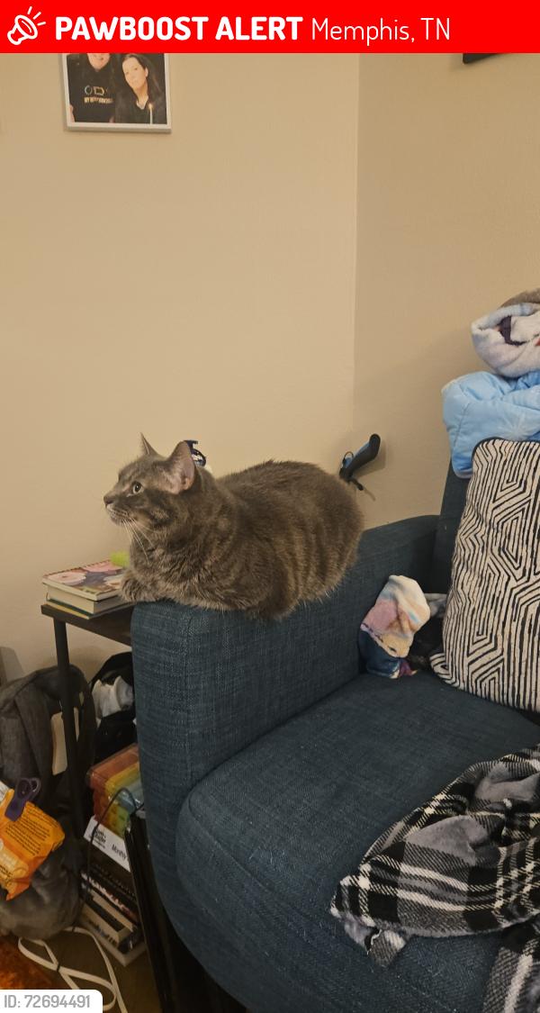 Lost Female Cat last seen Legacy on Lynnfield apartments, Memphis, TN 38119