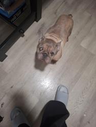 Lost Male Dog last seen Blair st, St. Louis, MO 63107