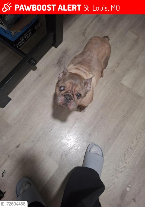 Lost Male Dog last seen Blair st, St. Louis, MO 63107