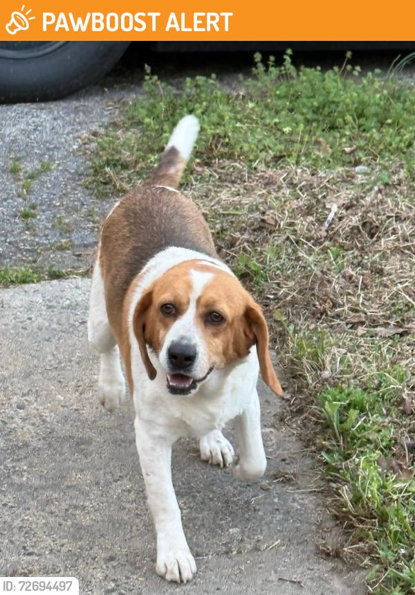 Found/Stray Male Dog last seen Old Liberty Rd,   Flinchum Farm Rd, Randolph County, NC 27298