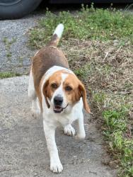 Found/Stray Male Dog last seen Old Liberty Rd,   Flinchum Farm Rd, Randolph County, NC 27298