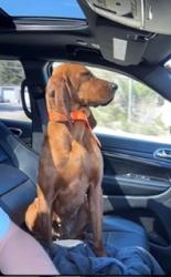 Found/Stray Female Dog last seen mile marker 48, Sylacauga, AL 35150