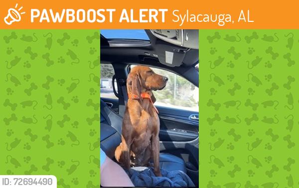 Found/Stray Female Dog last seen mile marker 48, Sylacauga, AL 35150