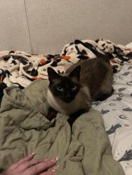 Lost Male Cat last seen Friendly Village South, Walbridge, OH 43465