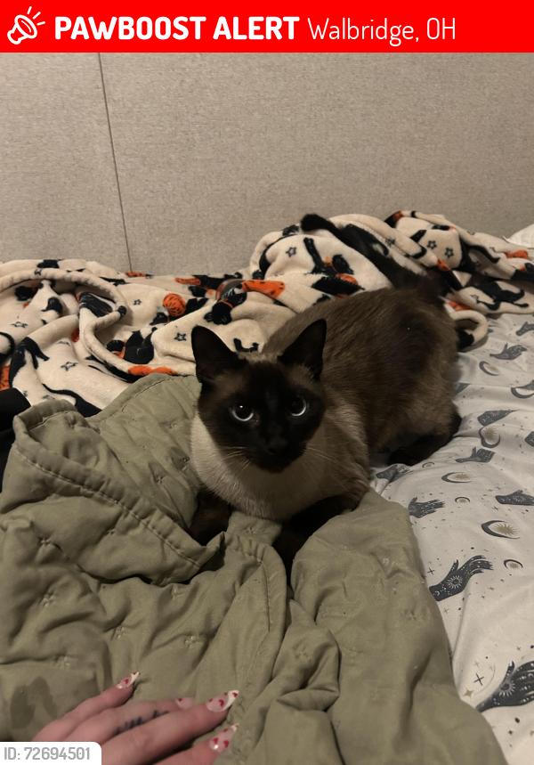 Lost Male Cat last seen Friendly Village South, Walbridge, OH 43465