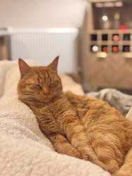 Lost Male Cat last seen Clayton football club or Eagle Freight Terminal, Great Blakenham, England IP6 0FD