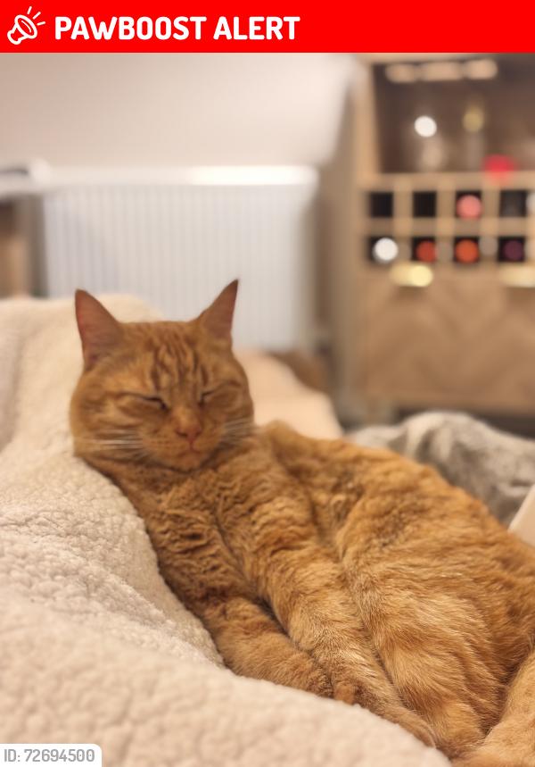 Lost Male Cat last seen Clayton football club or Eagle Freight Terminal, Great Blakenham, England IP6 0FD