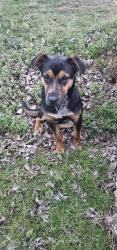 Found/Stray Male Dog last seen Betty highway and 509, Anderson, AL 35610