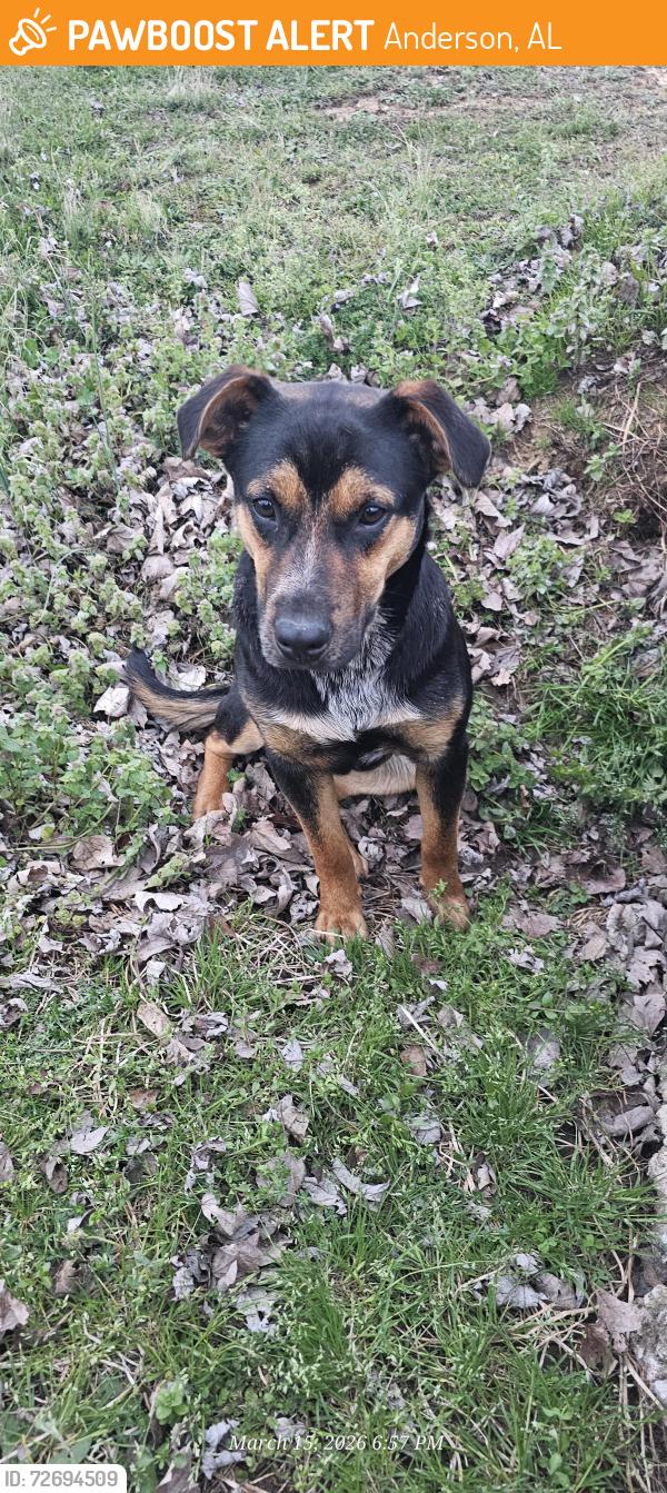 Found/Stray Male Dog last seen Betty highway and 509, Anderson, AL 35610