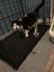 Found/Stray Unknown Cat last seen lilyana lane, tounsend blvd, Plainfield, IL 60586