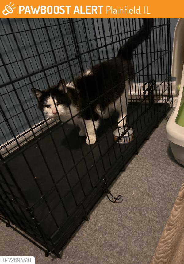 Found/Stray Unknown Cat last seen lilyana lane, tounsend blvd, Plainfield, IL 60586