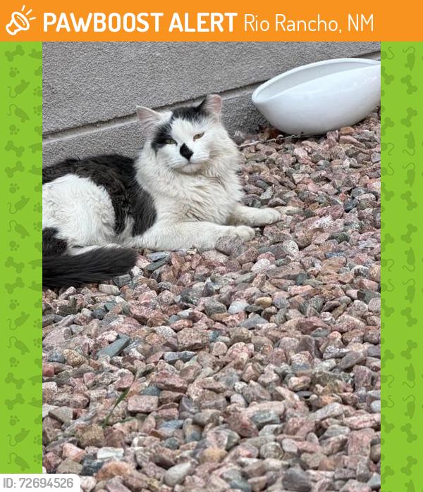 Found/Stray Unknown Cat last seen the M, Rio Rancho, NM 87144