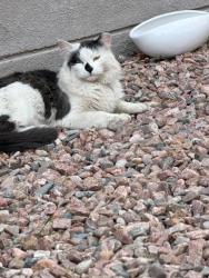Found/Stray Unknown Cat last seen the M, Rio Rancho, NM 87144