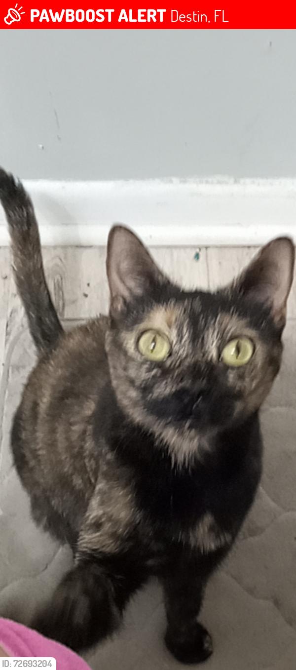 Lost Female Cat last seen Last seen at the corner of palmetto and azalea drive, Destin, FL 32541