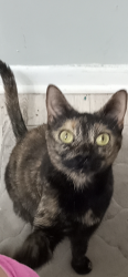Lost Female Cat last seen Last seen at the corner of palmetto and azalea drive, Destin, FL 32541