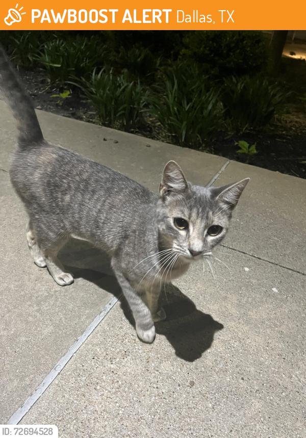 Found/Stray Unknown Cat last seen TWU dallas campus, Dallas, TX 75235
