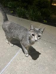 Found/Stray Unknown Cat last seen TWU dallas campus, Dallas, TX 75235