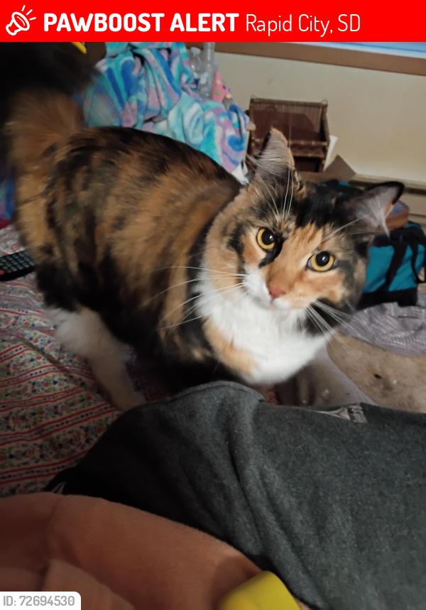 Lost Female Cat last seen Nebraska Street , Rapid City, SD 57701