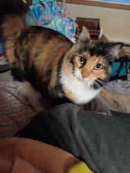 Lost Female Cat last seen Nebraska Street , Rapid City, SD 57701
