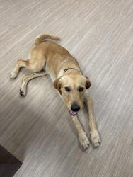 Found/Stray Male Dog last seen Culligan Ultrapure , Corpus Christi, TX 78405