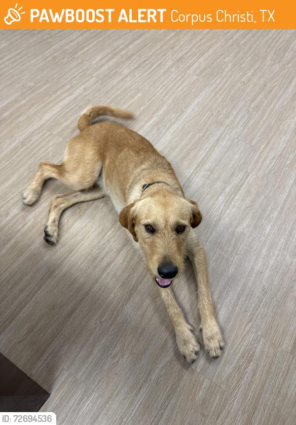 Found/Stray Male Dog last seen Culligan Ultrapure , Corpus Christi, TX 78405