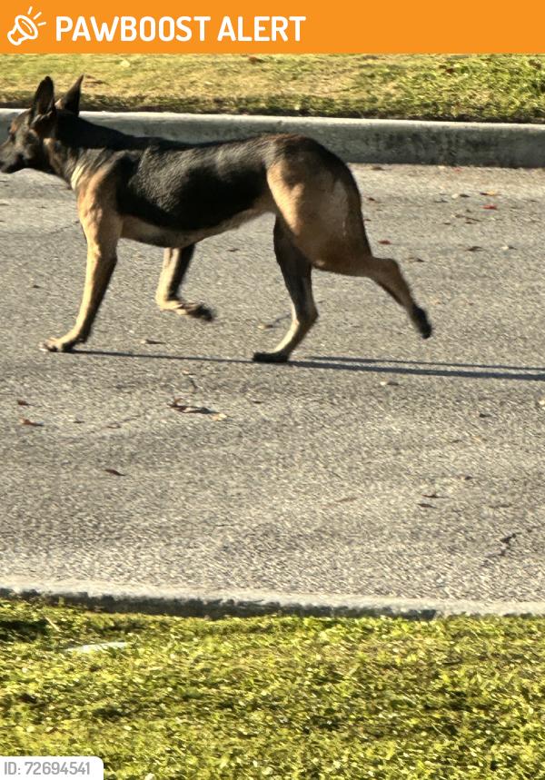 Found/Stray Unknown Dog last seen 36th street, West Palm Beach, FL 33407