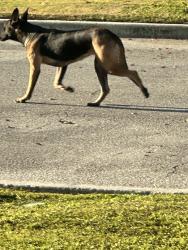 Found/Stray Unknown Dog last seen 36th street, West Palm Beach, FL 33407