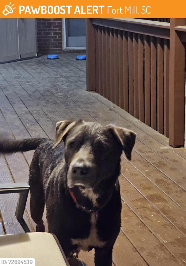 Found/Stray Male Dog last seen Eternal Church area (1650 O'Henry Ln, Fort Mill, SC 29708), Fort Mill, SC 29708