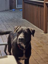 Found/Stray Male Dog last seen Eternal Church area (1650 O'Henry Ln, Fort Mill, SC 29708), Fort Mill, SC 29708
