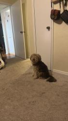 Lost Male Dog last seen Near fallbrook dr Houston tx 77086 , Houston, TX 77086