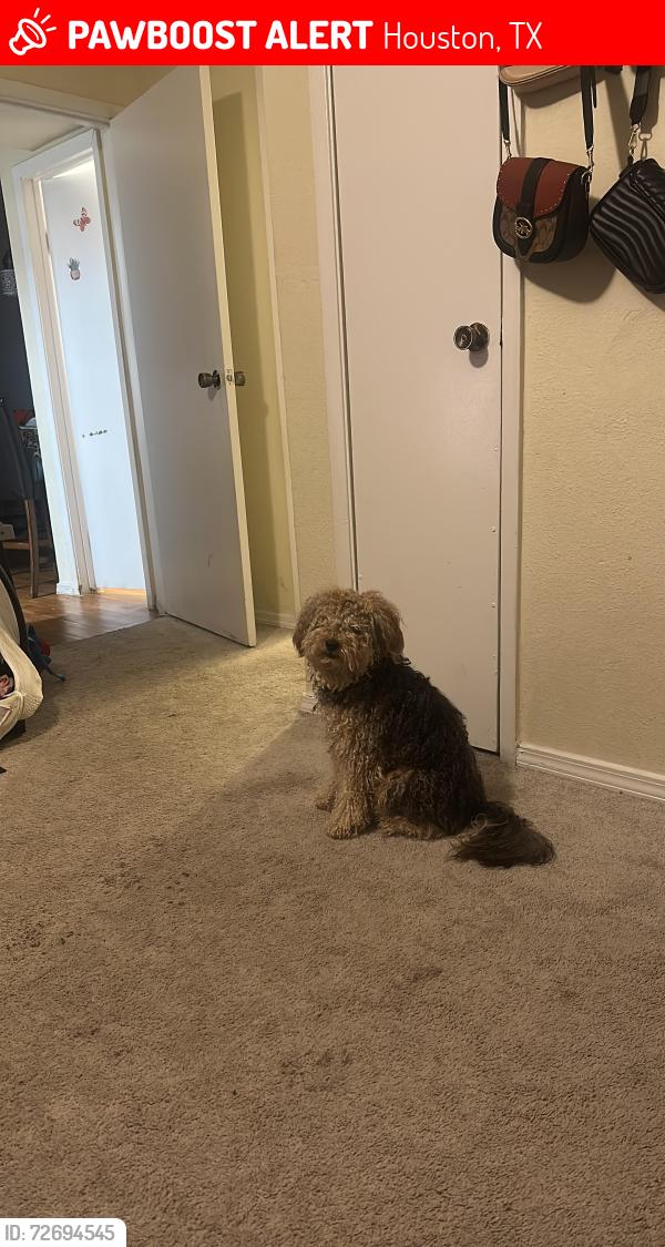 Lost Male Dog last seen Near fallbrook dr Houston tx 77086 , Houston, TX 77086