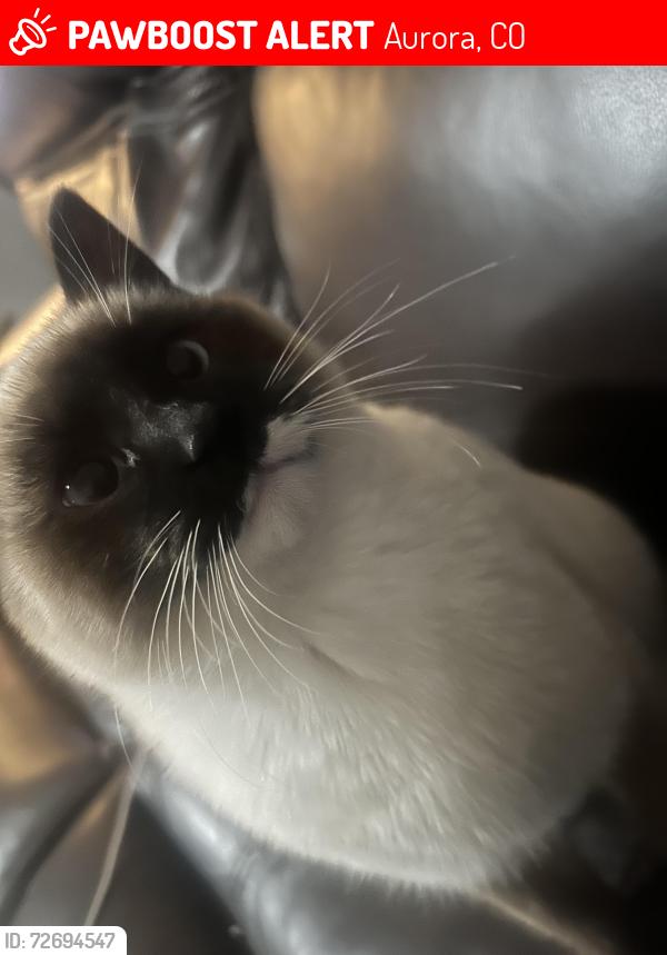 Lost Female Cat last seen Dayton st, Aurora, CO 80010