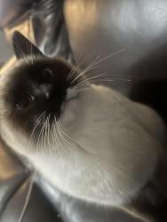 Lost Female Cat last seen Dayton st, Aurora, CO 80010