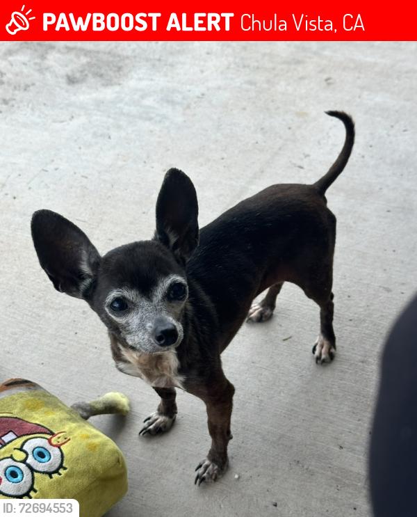 Lost Female Dog last seen E prospect, Chula Vista, CA 91911