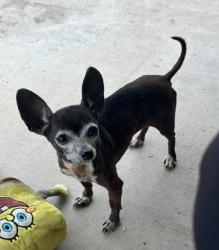 Lost Female Dog last seen E prospect, Chula Vista, CA 91911