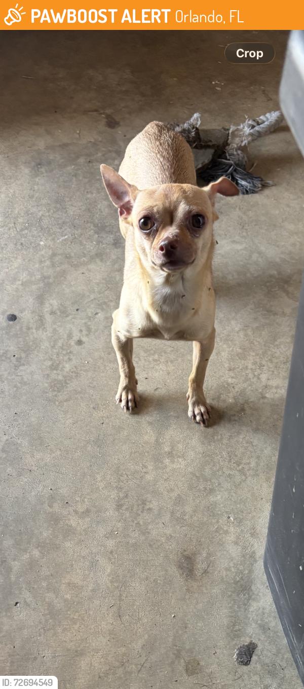Found/Stray Female Dog last seen Voltaire & Lancaster, Orlando, FL 32809