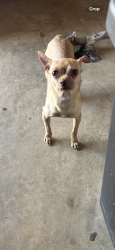 Found/Stray Female Dog last seen Voltaire & Lancaster, Orlando, FL 32809