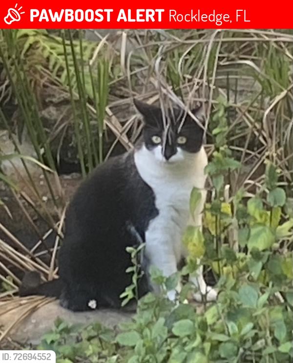 Lost Female Cat last seen River Woods ests, Rockledge, FL 32955