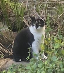Lost Female Cat last seen River Woods ests, Rockledge, FL 32955