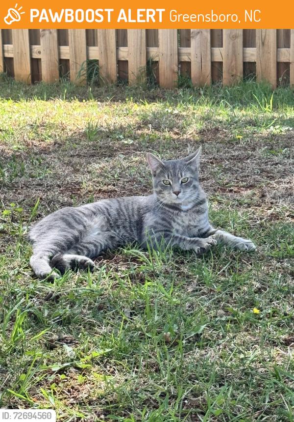 Found/Stray Male Cat last seen waterpoint dr browns sunmit, Greensboro, NC 27214