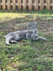 Found/Stray Male Cat last seen waterpoint dr browns sunmit, Greensboro, NC 27214