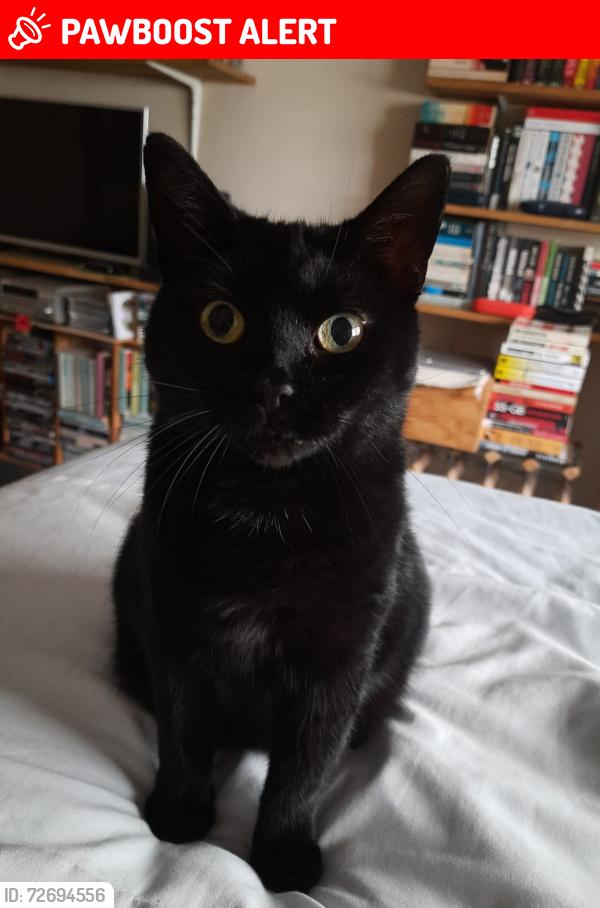 Lost Female Cat last seen kew road /Selwyn avenue , Greater London, England TW9