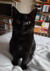 Lost Female Cat last seen kew road /Selwyn avenue , Greater London, England TW9