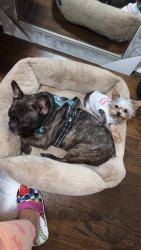Lost Female Dog last seen Kings highway and lennox, Brooklyn, NY 11212