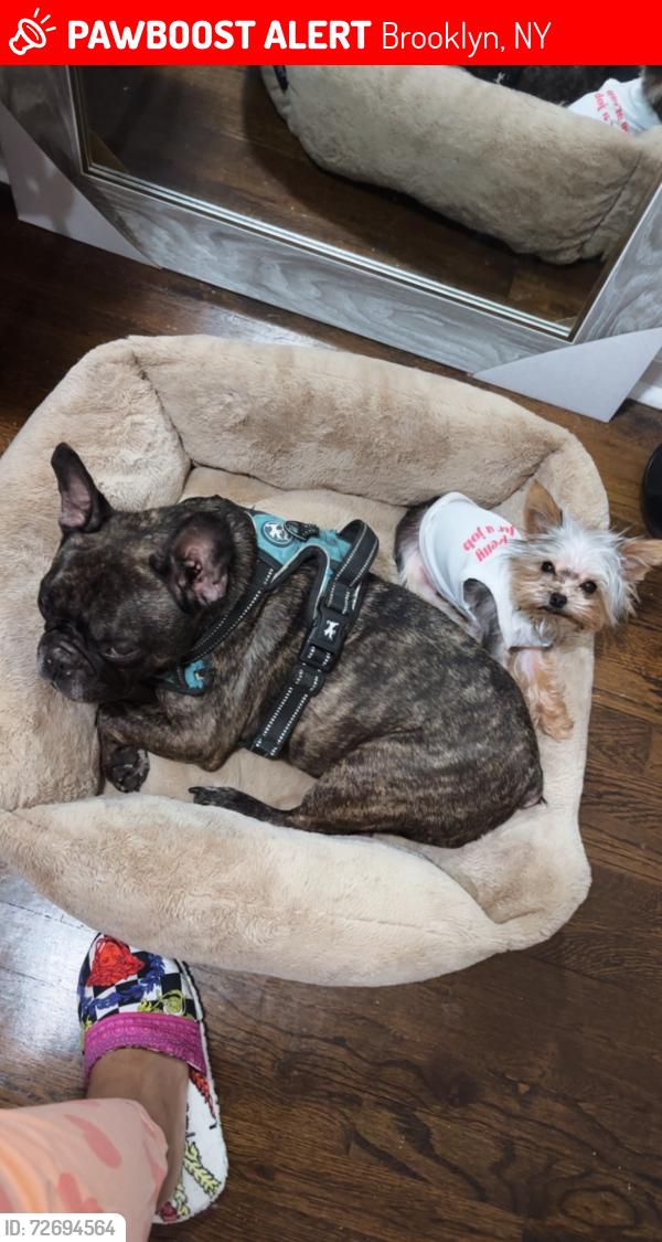 Lost Female Dog last seen Kings highway and lennox, Brooklyn, NY 11212