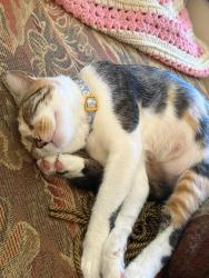 Lost Female Cat last seen Sentinela and Columbus , Lehigh Acres, FL 33974